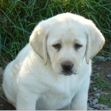 english yellow labrador puppies, yellow lab pups, newborn yellow lab puppies