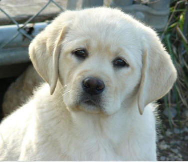 english yellow labrador puppies, yellow lab pups, newborn yellow lab puppies